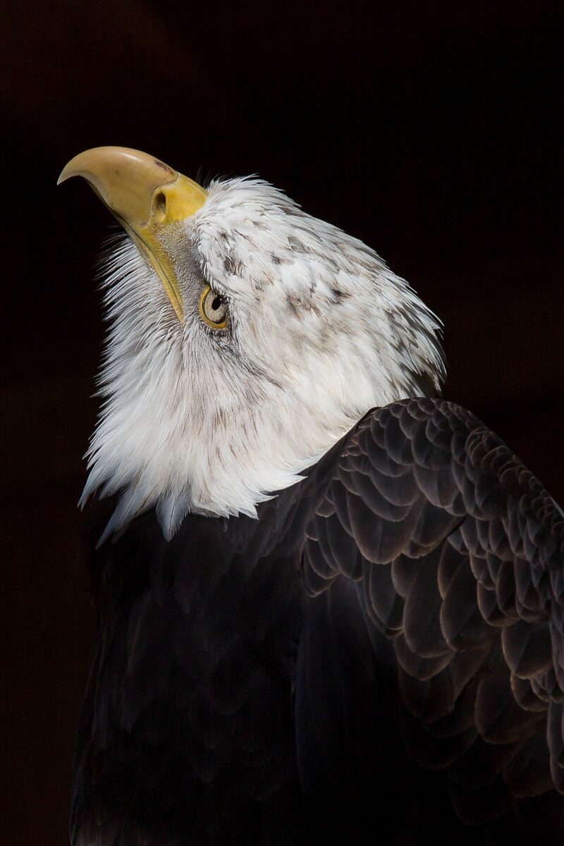 Aquila dalla testa bianca, la fauna selvatica da vicino
